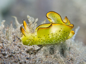Nudi by Beate Seiler 